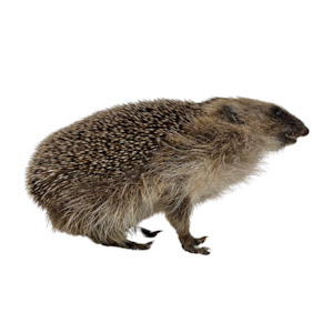 Juvenile European Hedgehog