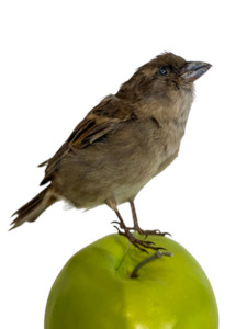 Unmounted Female Sparrow-Taxidermy