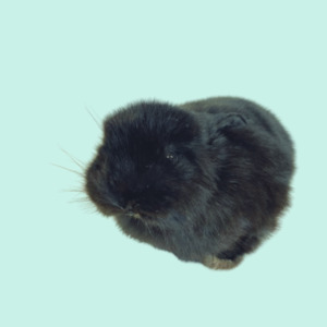 Baby Black Bunny-Taxidermy