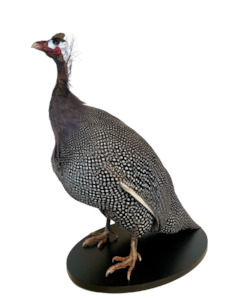 Guinea Fowl-Taxidermy