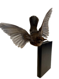 Female Blackbird on Black Book (takes flight) by Antoinette Ratcliffe