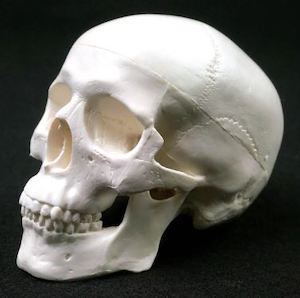 Department store: Mini Anatomical Human Skull Model