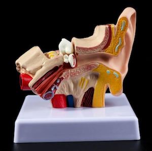 Department store: Ear Anatomy Model