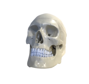 Anatomical Human Skull Model