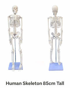 Department store: Human Skeleton