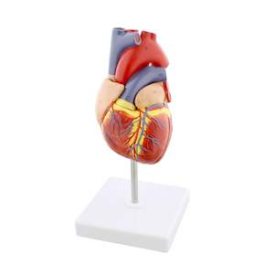 Department store: Anatomical Heart Model