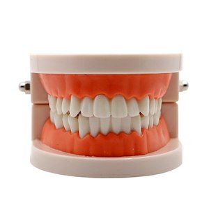 Department store: Adult Teeth Teaching Model