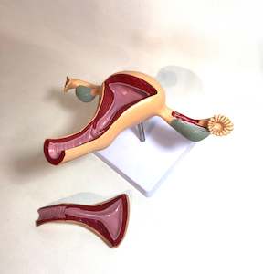 Female Reproductive System Model