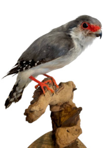 Pygmy Falcon