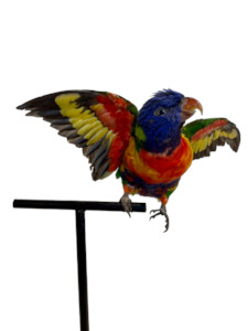 Rainbow Lorikeet Taxidermy by Antoinette Ratcliffe