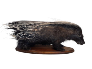 Department store: African Porcupine-Full Mount