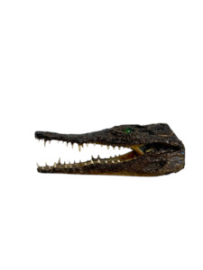 Department store: Juvenile African Crocodile Heads