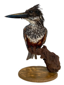 Department store: Giant Kingfisher