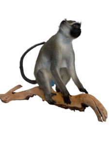 Vervet Monkey