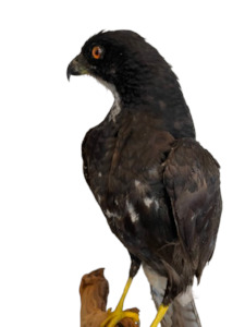 Department store: Black Mature Sparrowhawk