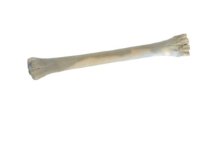 Genuine Giraffe Leg Bone