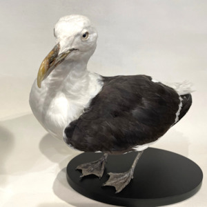 Great Black-Backed Gull