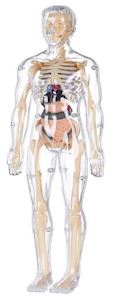 Transparent Human Anatomy Model