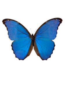 Department store: Giant Blue Morpho Butterfly