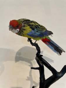 Mounted Eastern Rosella no.2 - Antoinette Ratcliffe