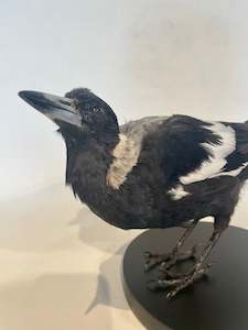 Australian Magpie - Antoinette Ratcliffe