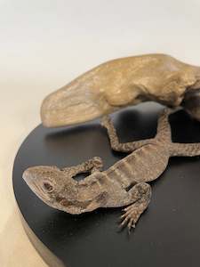 Juvenile Bearded Dragon - Antoinette Ratcliffe