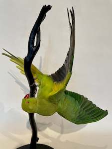 Ringneck Parakeet-Acrobatic Pose - Antoinette Ratcliffe