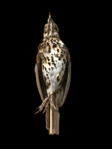 Song Thrush Study Skin - Antoinette Ratcliffe