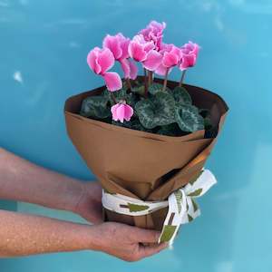 Flower: Mother's Day Pot Plants