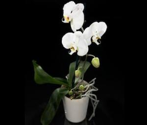 Phalaenopsis Orchid