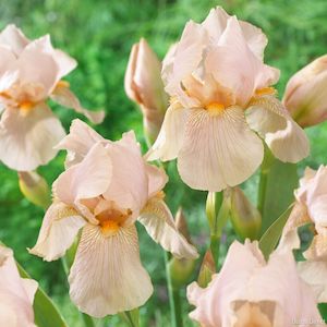 Bearded Iris: Constant Wattez