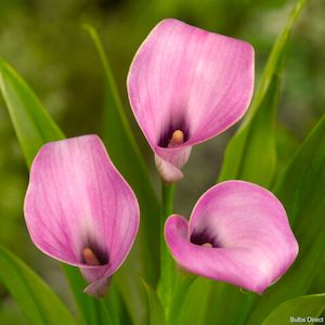 Calla: Aurora