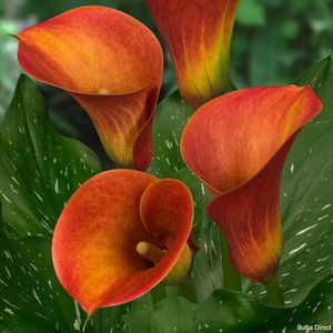 Calla: Inferno