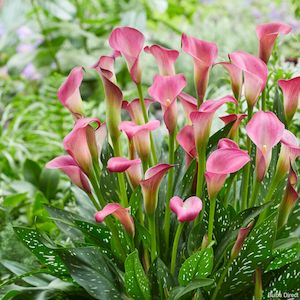 Calla: Royal Pink