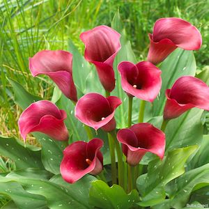 Calla: Red Delight