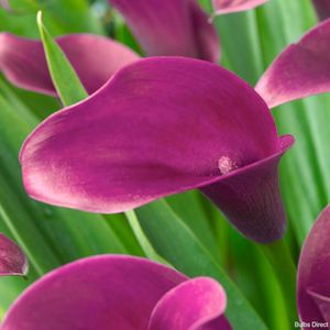 Calla: Purple Beauty