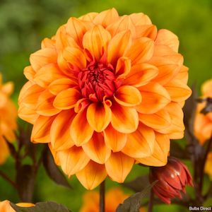 Dahlia Decorative: David Howard