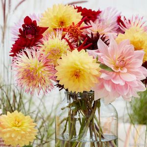 Dahlia: Super Mix (smaller grade)