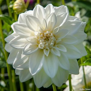 Dahlia Decorative: Sneeuwstorm