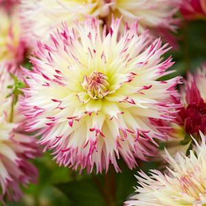 Dahlia Cactus: Caproz Josephine