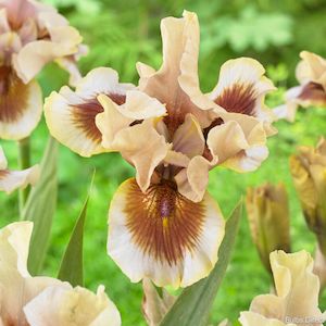 Bearded Iris: Zing Me