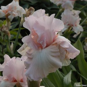 Bearded Iris: Vanity