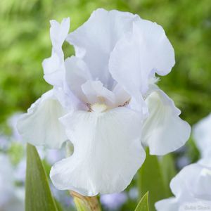 Bearded Iris: Cease Fire