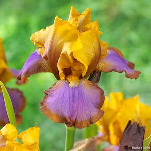 Bearded Iris: Brown Lasso