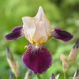 Bearded Iris: Salonique