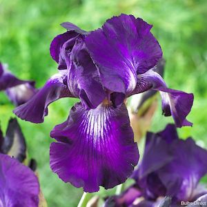 Bearded Iris: Exotic Star