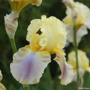 Bearded Iris: Distant Chimes