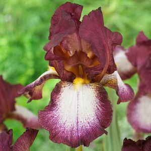 Bearded Iris: Crinoline