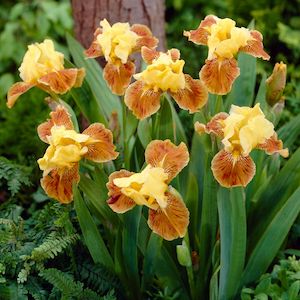 Bearded Iris: Golden Muffin