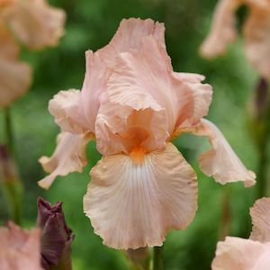 Bearded Iris: Hidden World